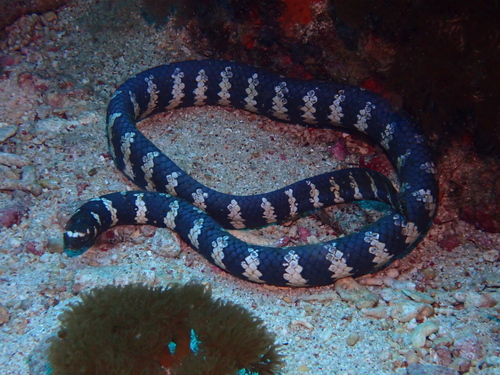 Ijima's Turtle-headed Sea Snake
