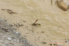 Phimenes flavopictus formosanus