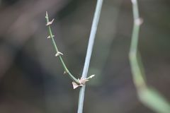 Bambusa stenostachya