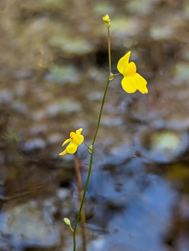 Zigzag Bladderwort