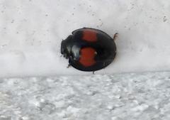 Chilocorus canariensis