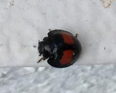 Chilocorus canariensis