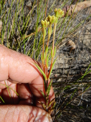 Crassula subulata subulata