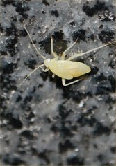Miridae