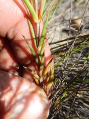 Crassula subulata subulata