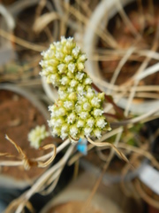 Crassula subulata subulata