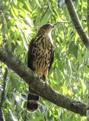 Accipiter bicolor