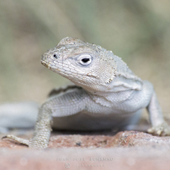 Microlophus peruvianus