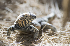 Microlophus peruvianus