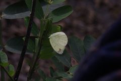 Eurema blanda arsakia
