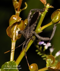 Elasmopoda