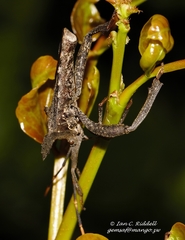 Elasmopoda