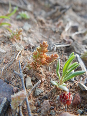 Crassula thunbergiana