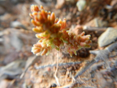 Crassula thunbergiana