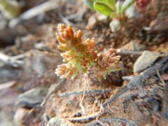 Crassula thunbergiana