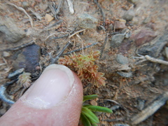 Crassula thunbergiana