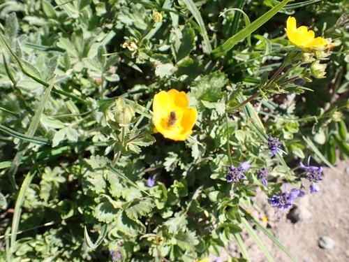 Image of Potentilla flabellifolia by no rights reserved