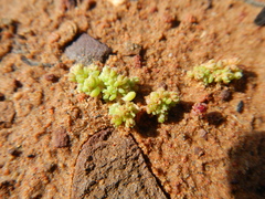 Crassula thunbergiana