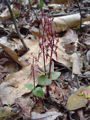 Neottia bifolia