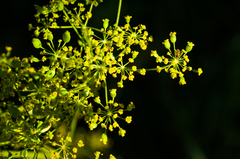 Pastinaca sativa sylvestris