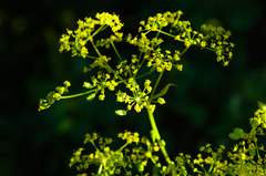 Pastinaca sativa sylvestris