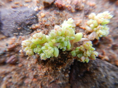 Crassula thunbergiana