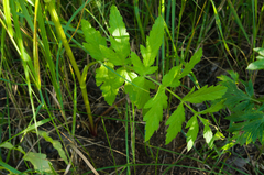 Pastinaca sativa sylvestris