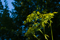 Pastinaca sativa sylvestris