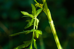 Pastinaca sativa sylvestris