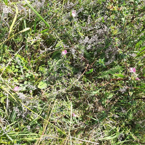 Thymus kosteleckyanus (Thymus kosteleckyanus)