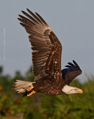 Haliaeetus leucocephalus leucocephalus