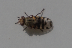Ceroxys