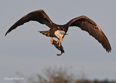 Haliaeetus leucocephalus leucocephalus