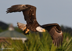 Haliaeetus leucocephalus leucocephalus