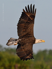 Haliaeetus leucocephalus leucocephalus