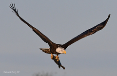 Haliaeetus leucocephalus leucocephalus