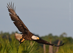Haliaeetus leucocephalus leucocephalus