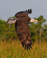 Haliaeetus leucocephalus leucocephalus