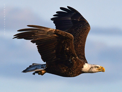 Haliaeetus leucocephalus leucocephalus