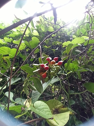 Image of Uvaria narum by (c) Sindhu Haridas, some rights reserved (CC BY)