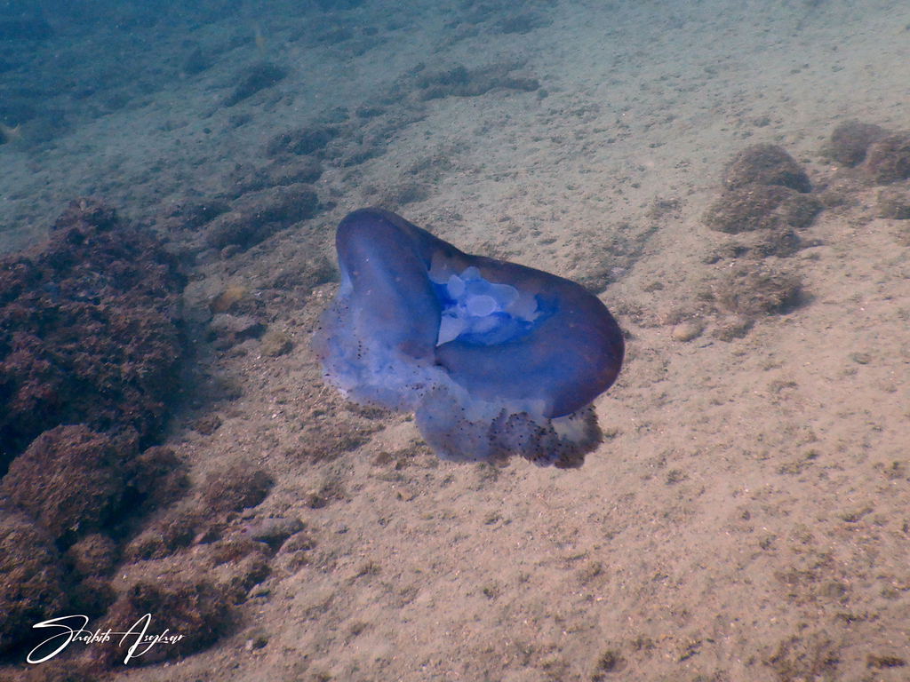 Cephea coerulea