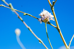 Cephalaria transsylvanica