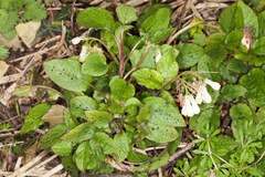 Symphytum grandiflorum