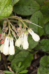 Symphytum grandiflorum