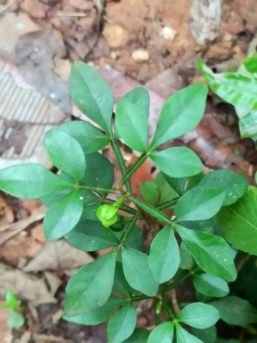 Image of Naregamia alata by (c) Sindhu Haridas, some rights reserved (CC BY)