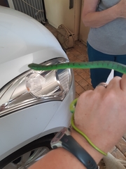 Philothamnus natalensis