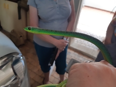 Philothamnus natalensis