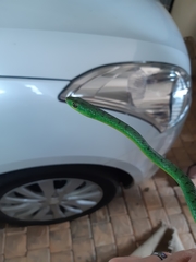 Philothamnus natalensis