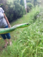 Philothamnus natalensis