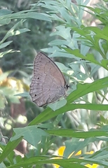 Yphthimoides patricia